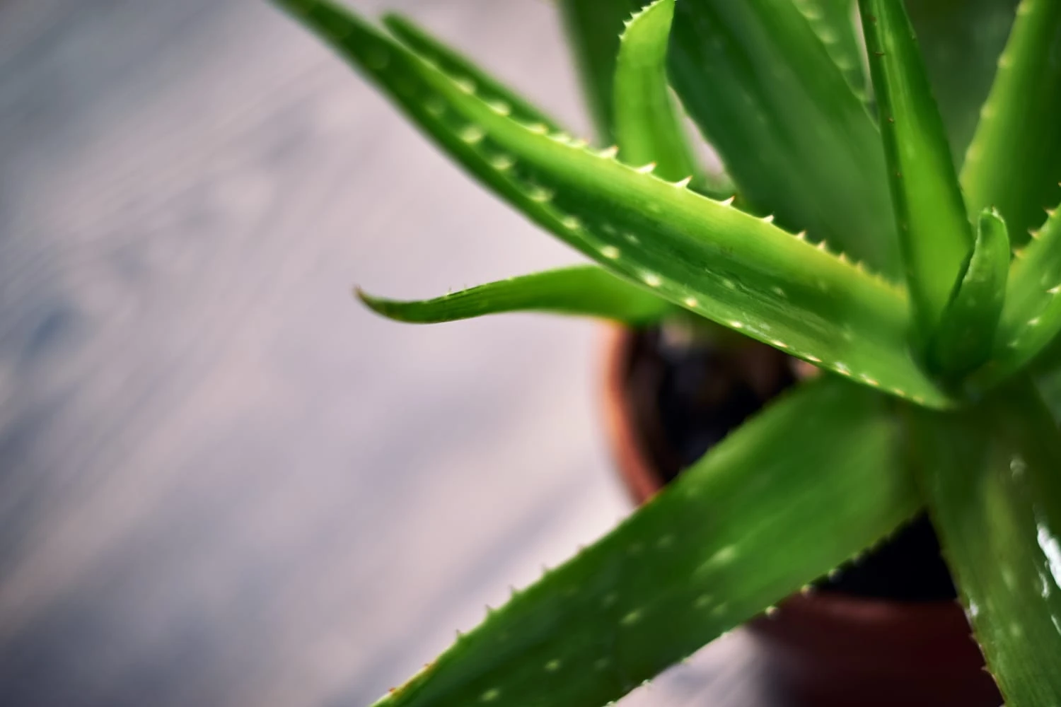 A planta que combate o envelhecimento, trata a pele e pode ser cultivada em qualquer lugar