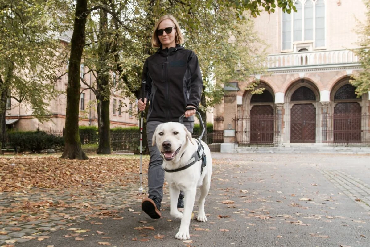 4 dicas essenciais para a autonomia e a saúde do cão-guia