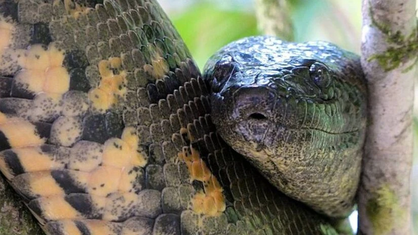 FOTOS: maior cobra do mundo, sucuri-verde é chamada de 'Anaconda' e vive no Brasil