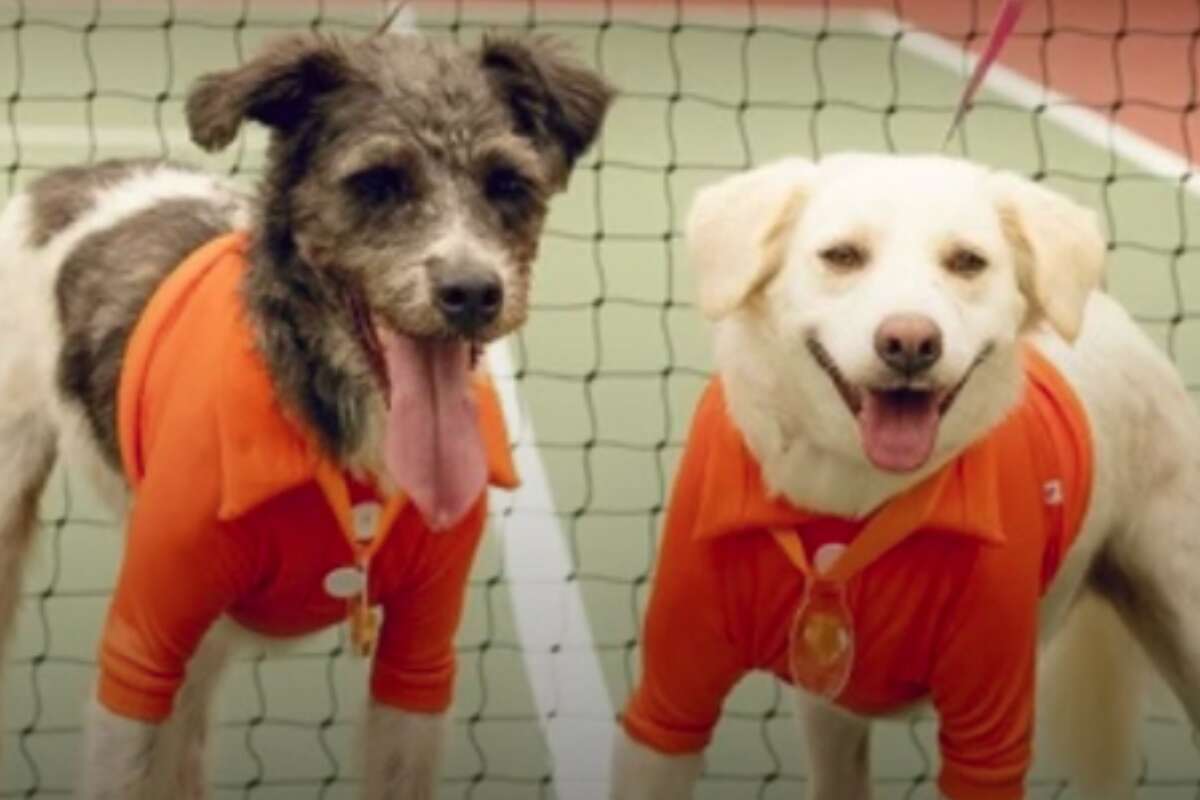 Gandulas serão substituídos por cachorrinhos pegando as bolas do Rio Open