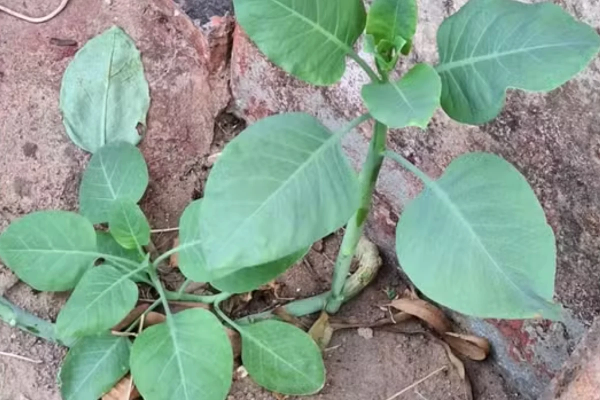 Família é hospitalizada após comer planta tóxica achando que era couve