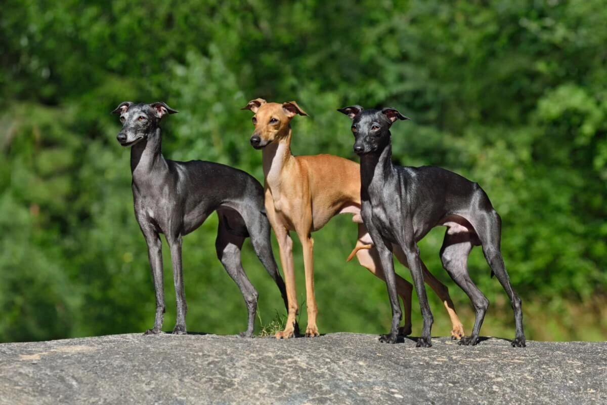 Saiba as características e veja 7 raças do cachorro do grupo galgo