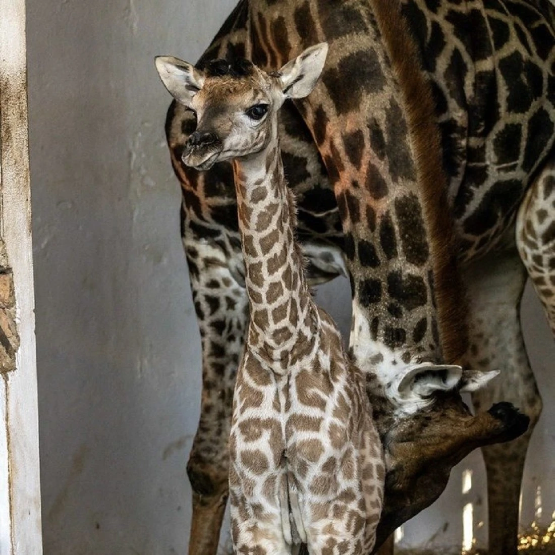 Zoológico de São Paulo lança campanha para nomear filhotinho de girafa