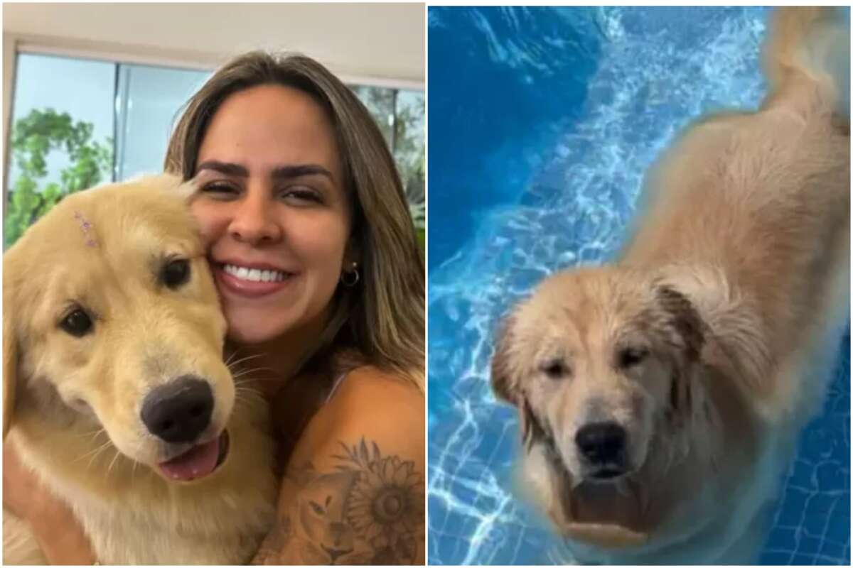 Cachorra que estava desaparecida é encontrada enterrada no hotel de pets do adestrador