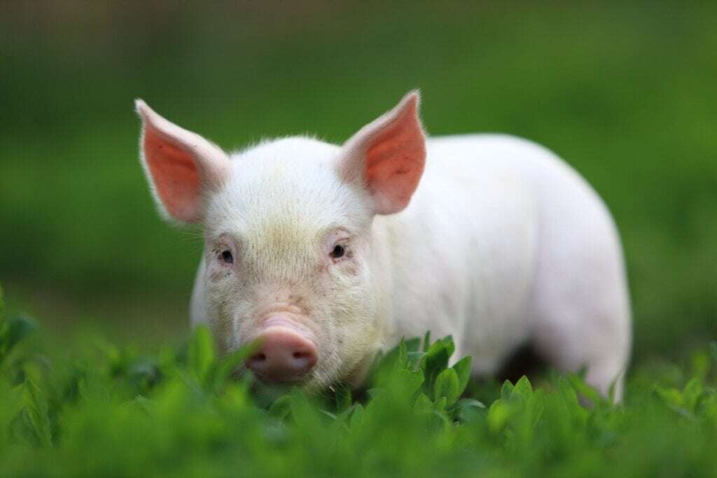 Prefeitura baiana autoriza matar animais abandonados e distribuir carnes