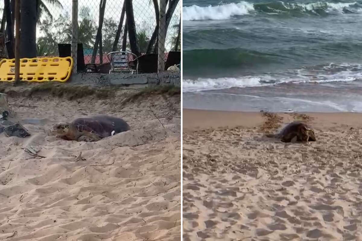 Tartaruga marinha é flagrada desovando em praia de Camaçari