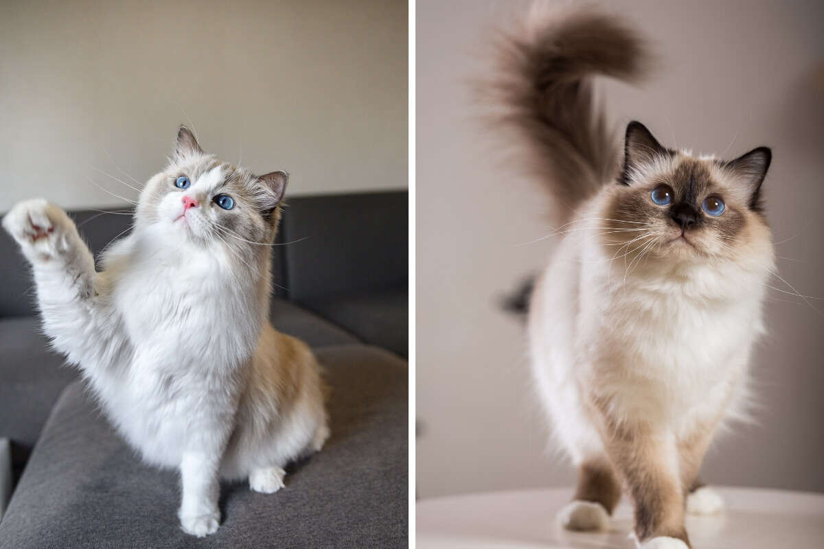 8 diferenças entre as raças de gato birmanês e ragdoll 