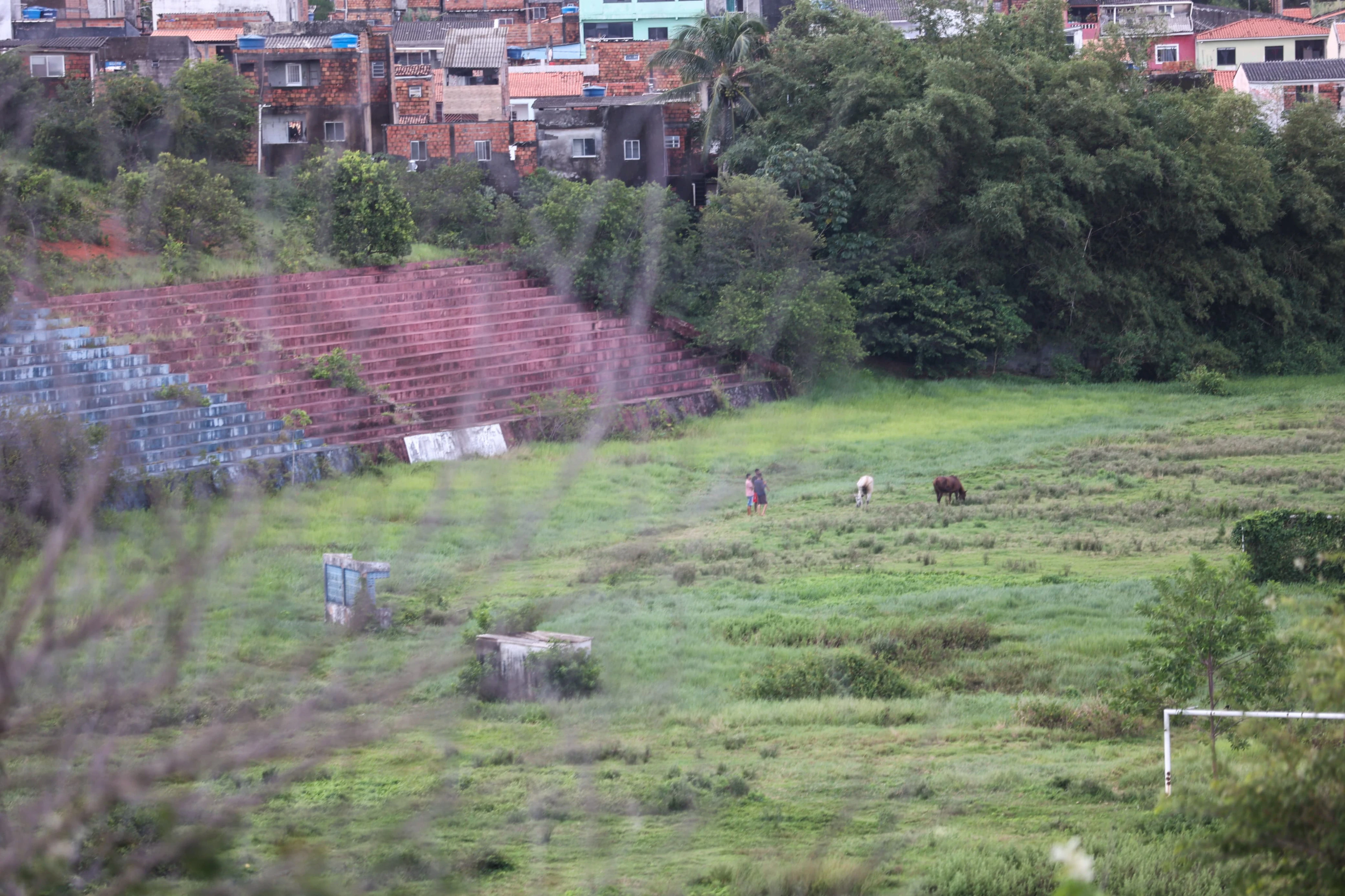 Cavalos, mato e abandono: vendido pelo Bahia, estado do Fazendão impressiona