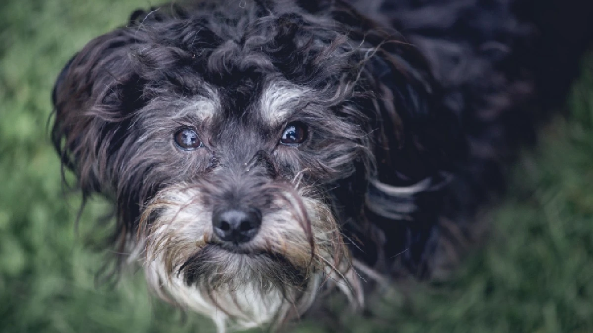 Seu cachorro está esquecido? Pode ser alzheimer canino: os sinais que você precisa notar