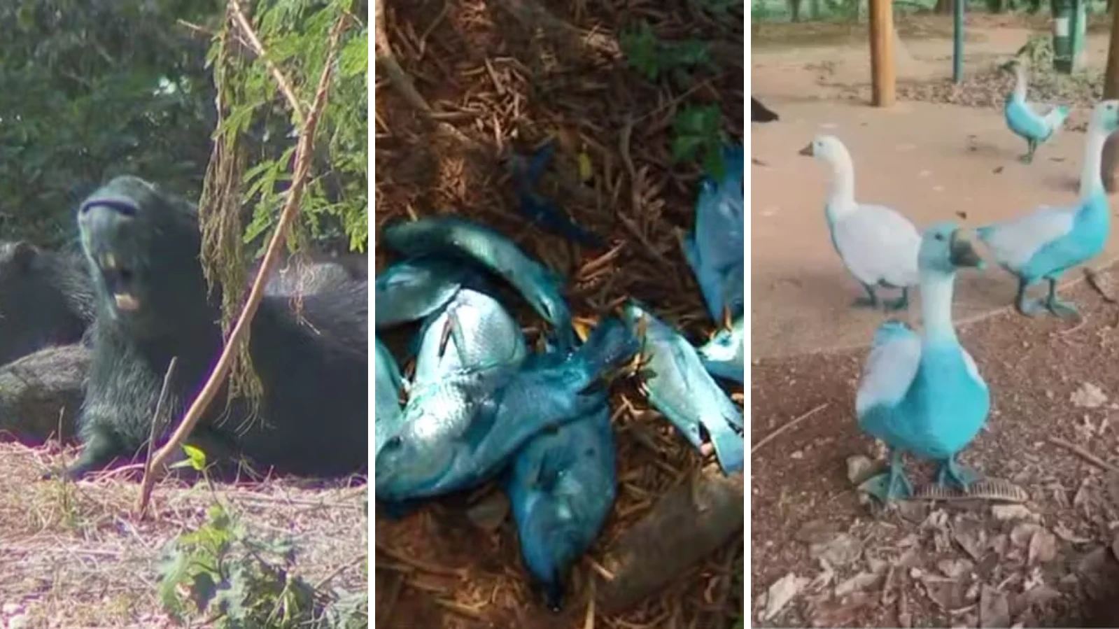 Capivaras, patos e peixes ficam azuis após carreta derramar corante em córrego