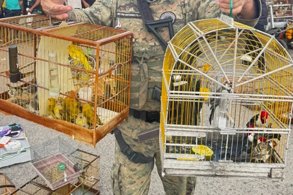 Veja quais são as espécies de aves silvestres mais apreendidas na Bahia