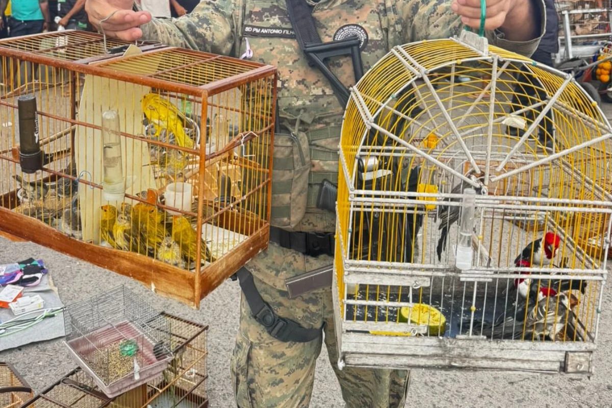 Sete homens são detidos e aves silvestres são resgatadas em comércio irregular na RMS