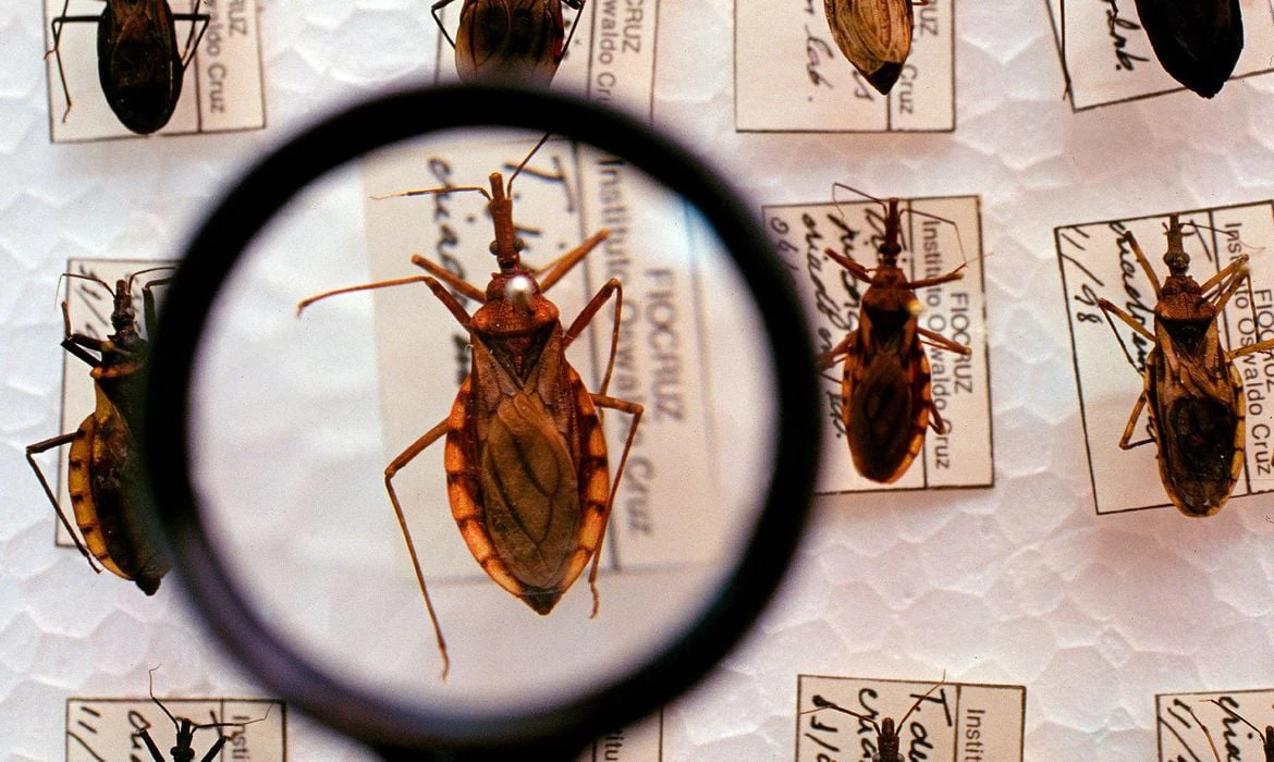 Beberam caldo de cana: seis casos de doença de Chagas são registrados na Bahia