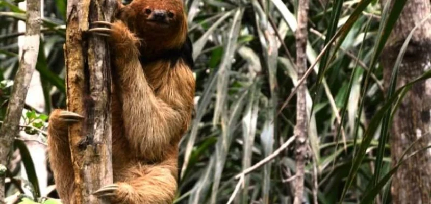 Após mortes de preguiças por choques, MP pede medidas de proteção ambiental da Coelba