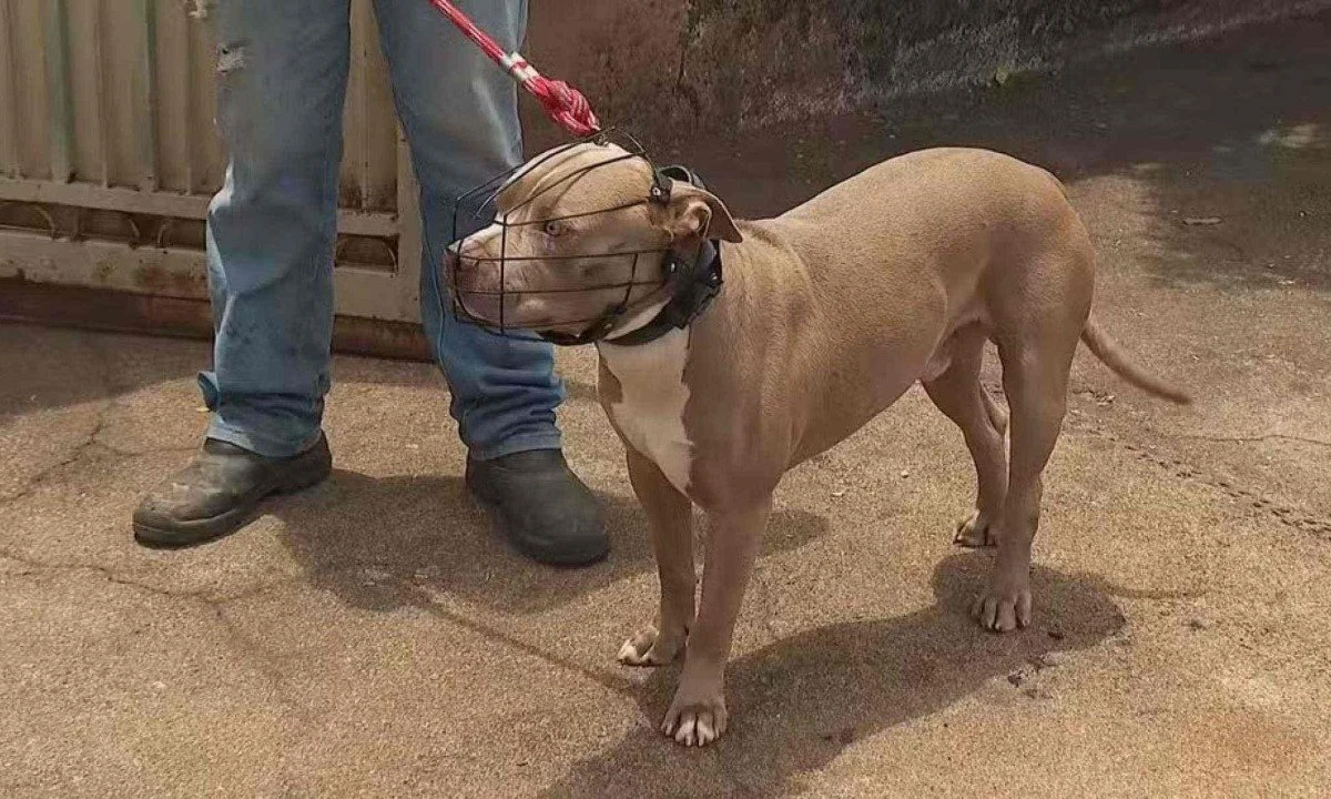 Adolescente grávida é atacada por pitbull que pulou portão