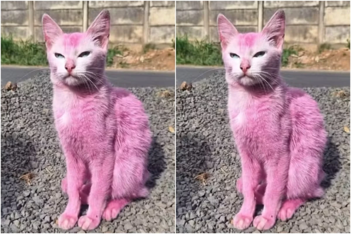 Gata pintada de rosa com tinta de madeira é resgatada pela polícia