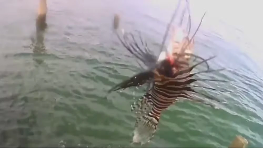 Peixe invasor com espinhos venenosos é encontrado em destino turístico da Bahia