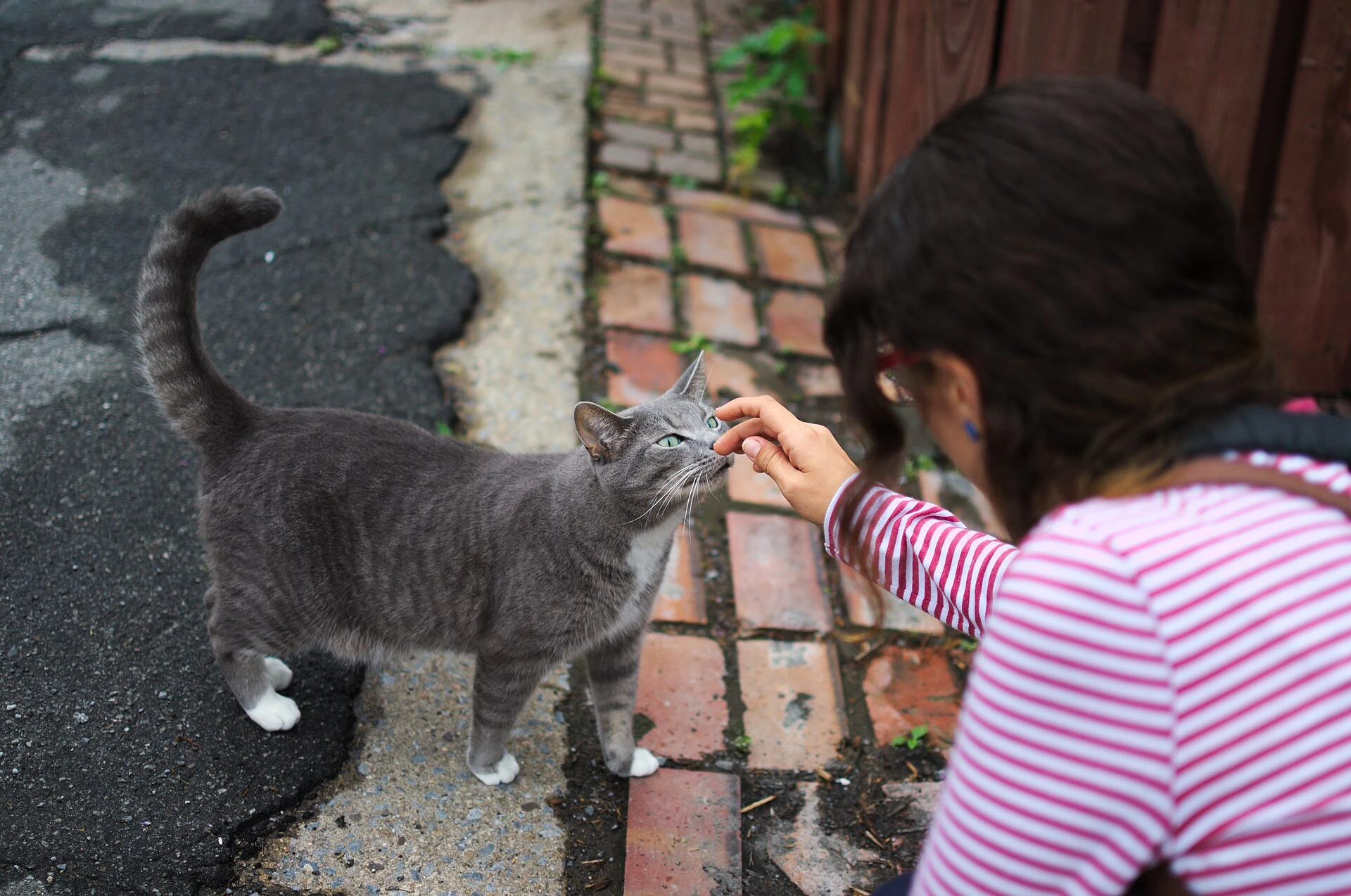 Onde os gatos gostam de carinho: os pontos certos e os lugares que eles costumam evitar