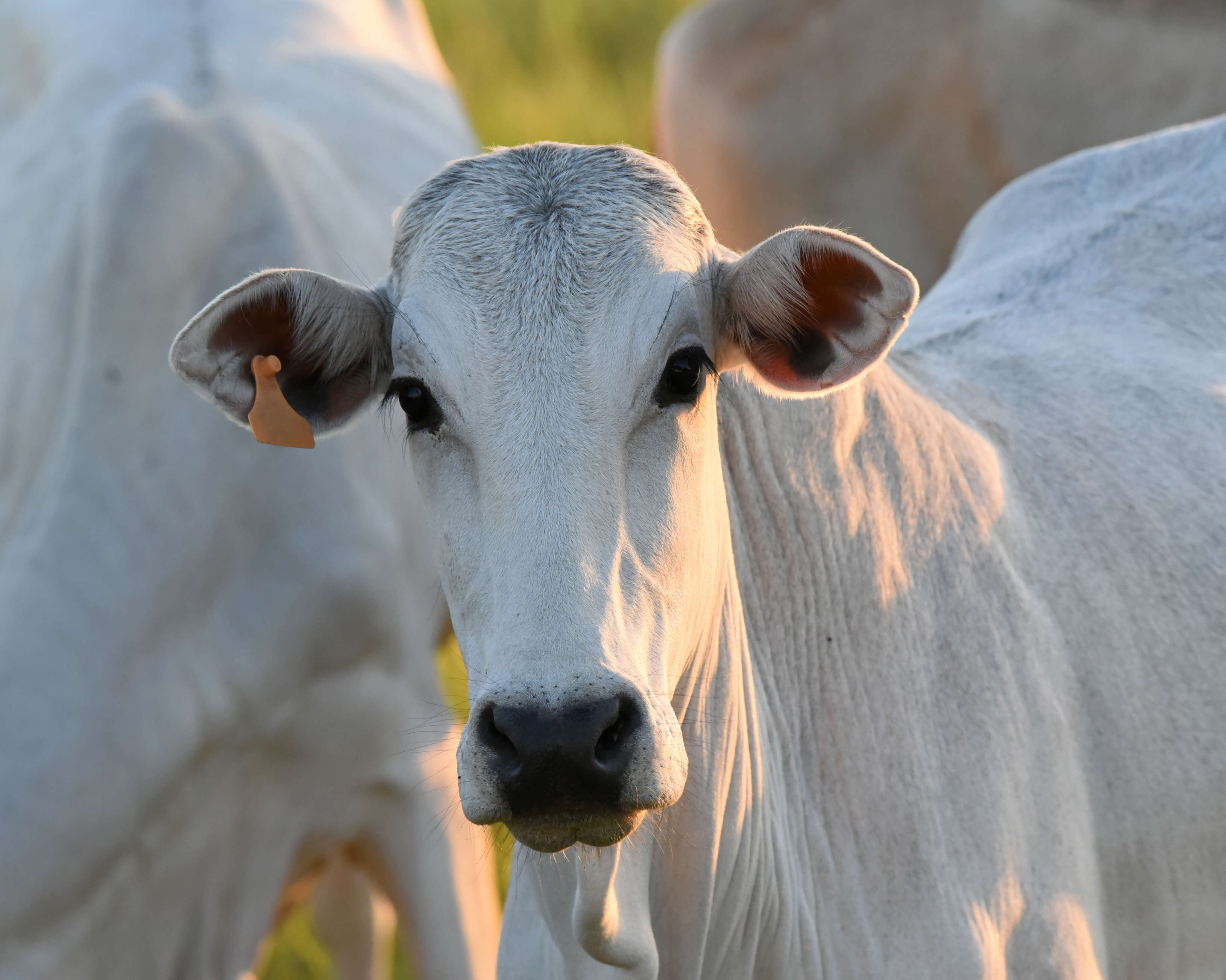 Bahia tem o segundo maior aumento absoluto de bovinos do país em um ano