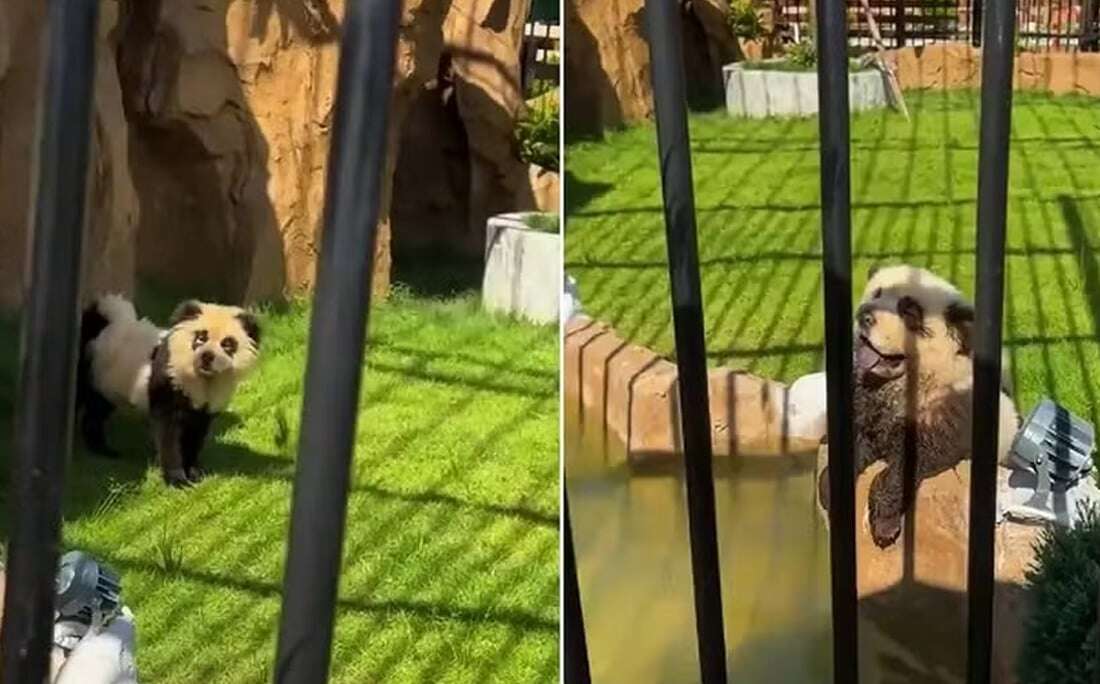 Zoológico pinta cães para fingir que são pandas e colocam em jaulas