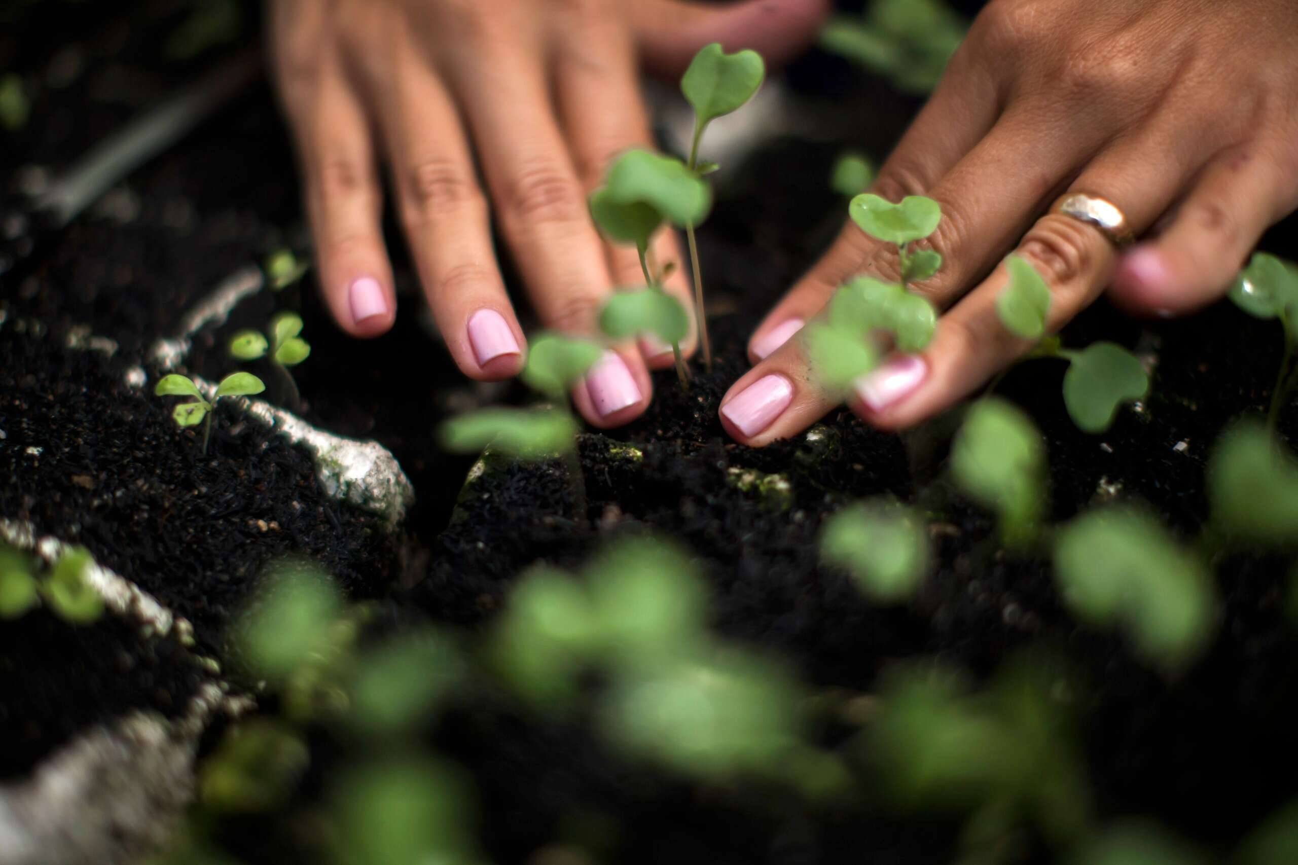 Voluntários celebram Dia da Árvore com o plantio de mudas no Parque da Cidade