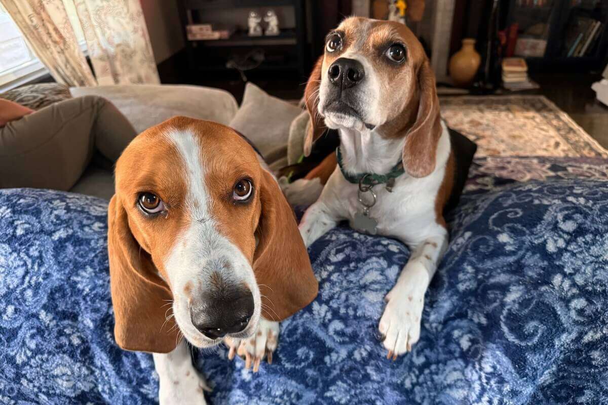 9 diferenças entre as raças beagle e basset hound