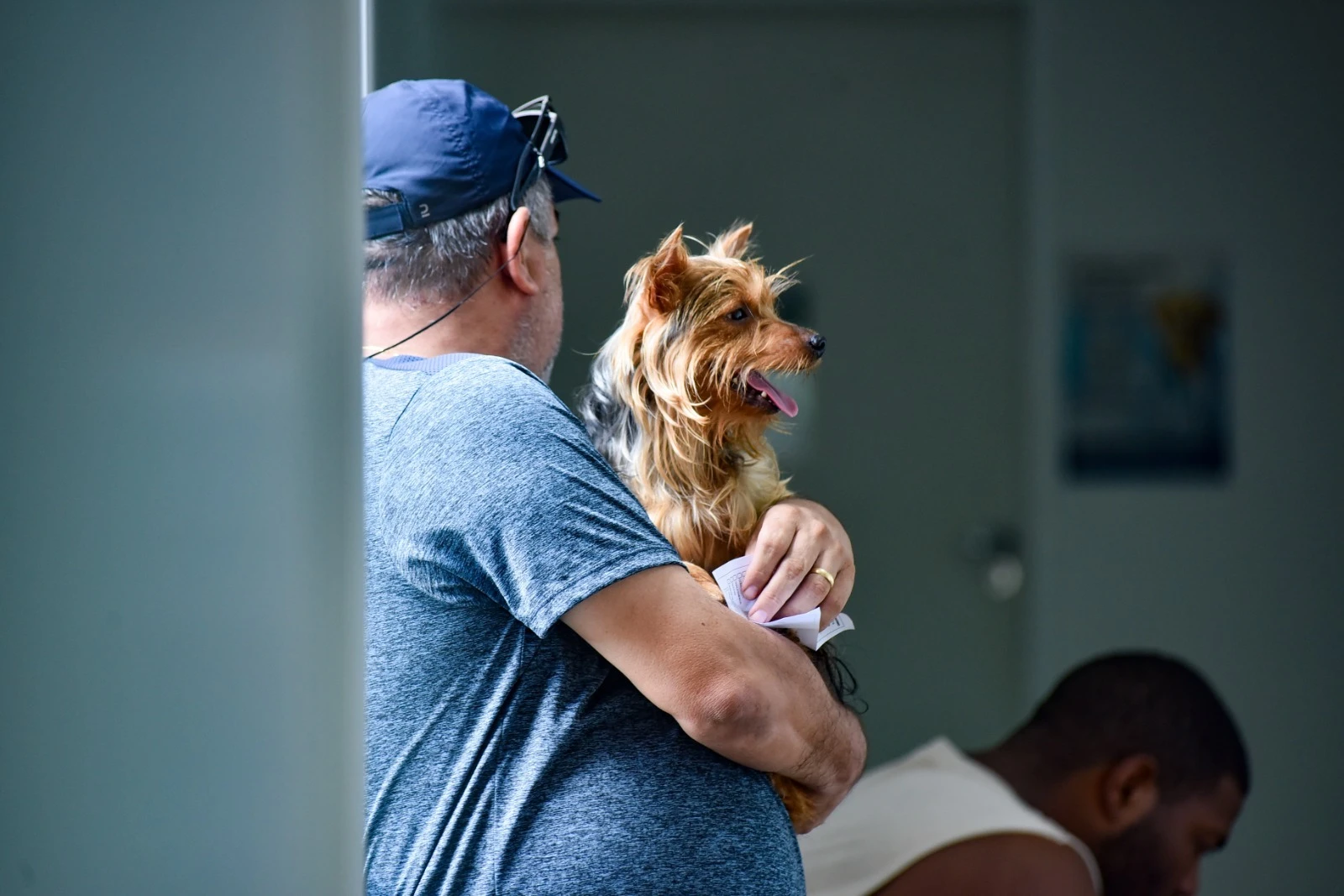 Seu pet pode estar em risco? Levantamento aponta falhas em 1 de cada 5 plantões veterinários