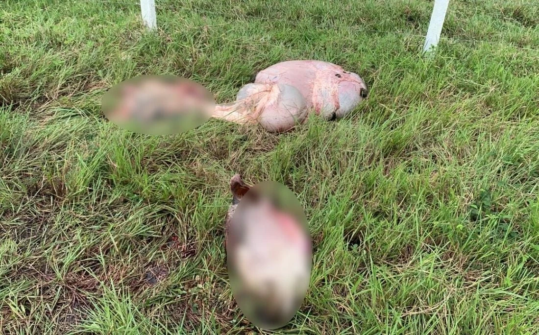 Sete bois foram mortos e tiveram partes do corpo abandonadas após furto em fazenda no interior baiano