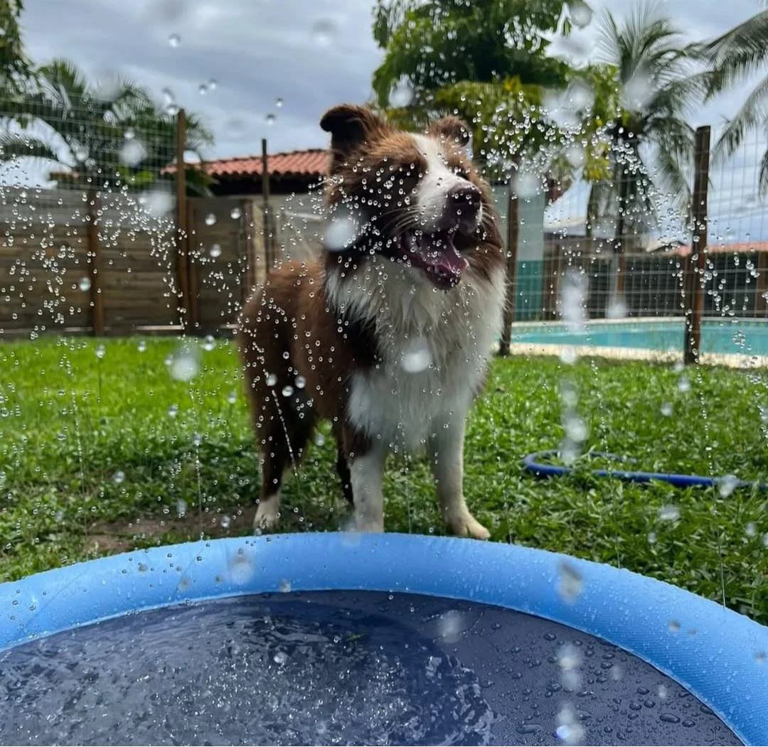 Piscina, terapia e petiscos especiais: conheça as mordomias dos hotéis para pet