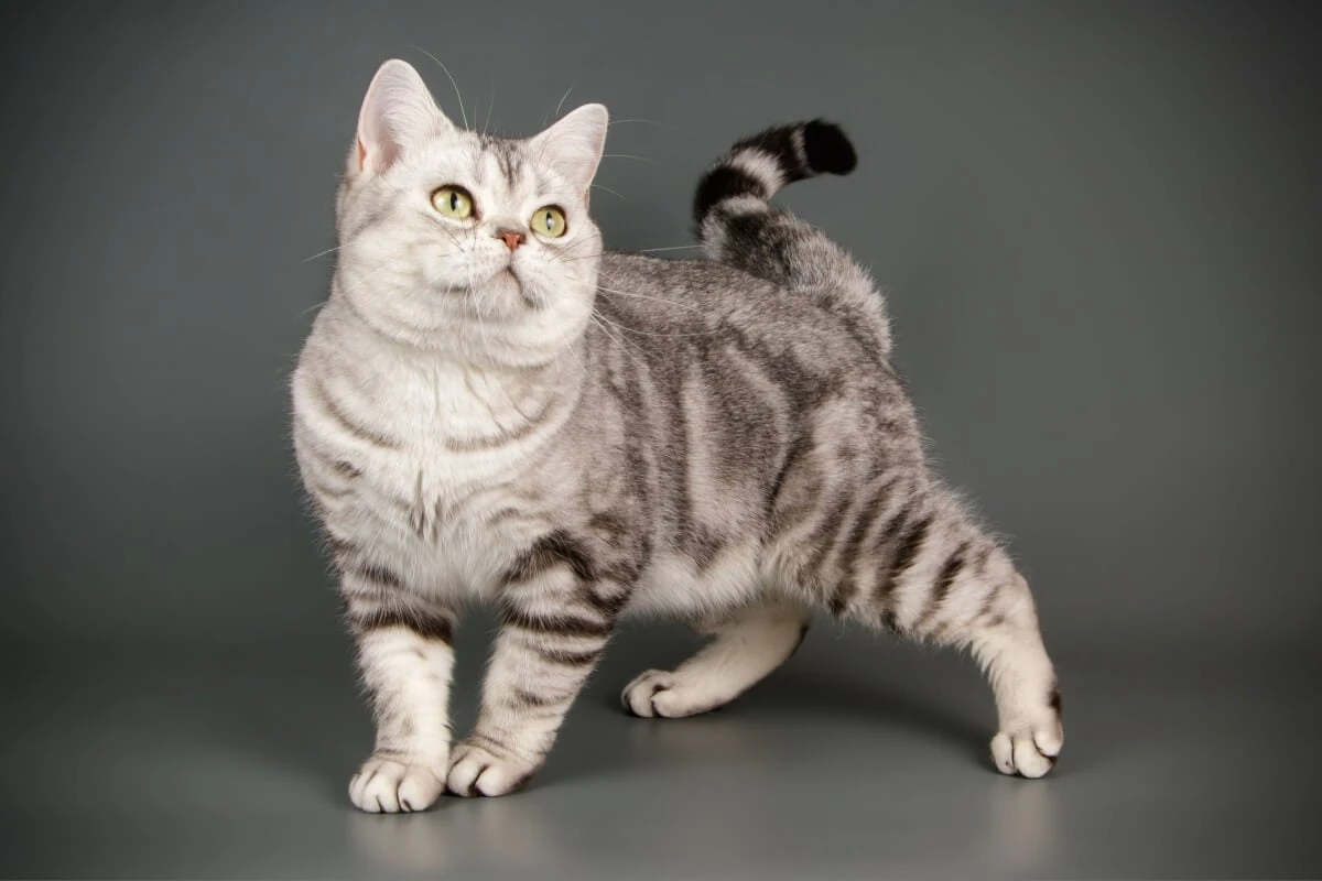 Quer ter um gato? Veja as raças consideradas as mais tranquilas