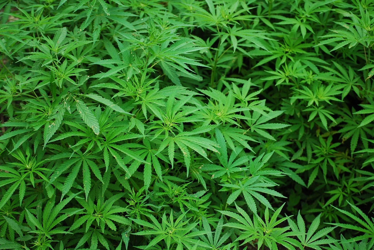 Bahia promulga lei que garante fornecimento gratuito de medicamentos à base de cannabis