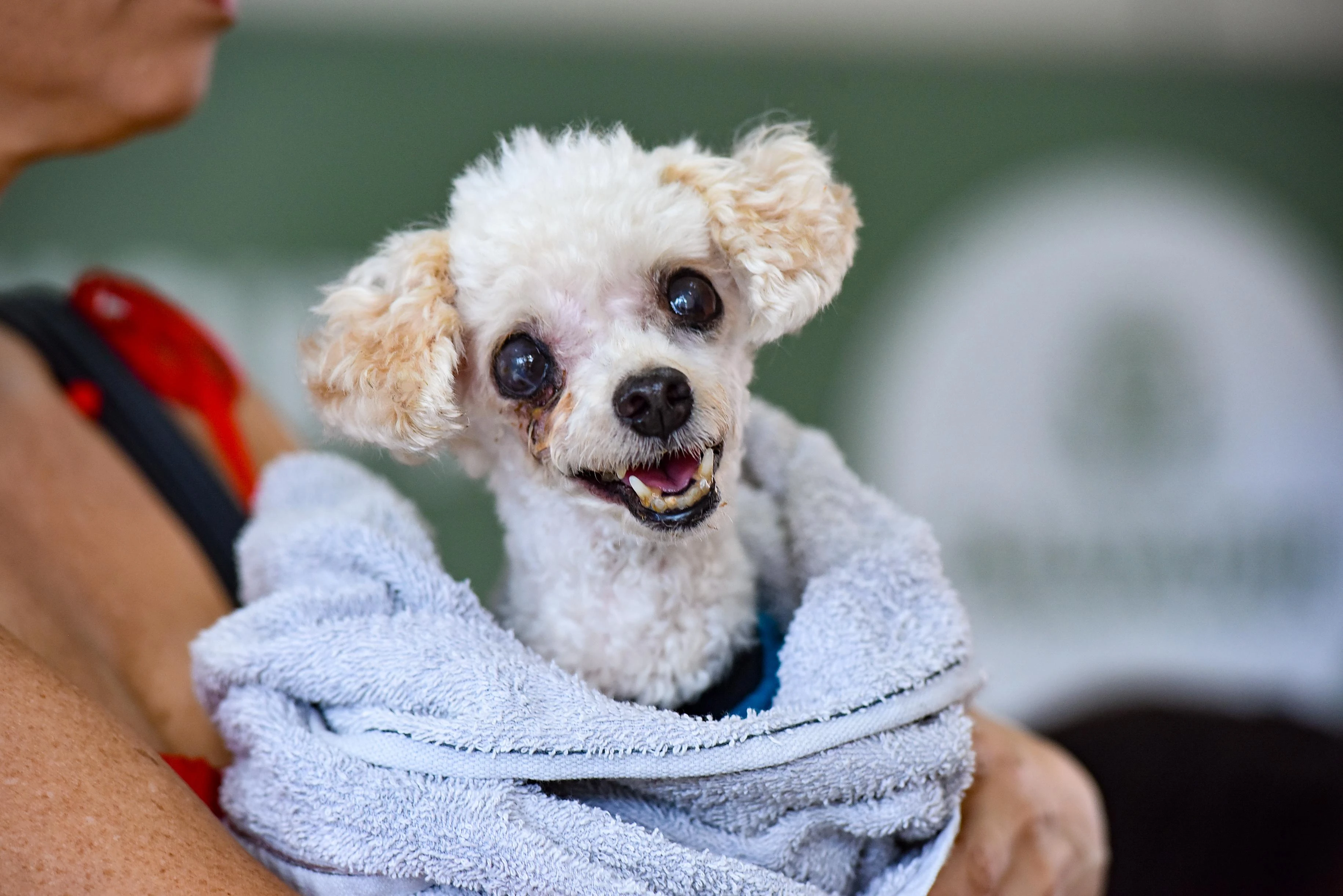 Hospital Veterinário alerta para abandono de pets