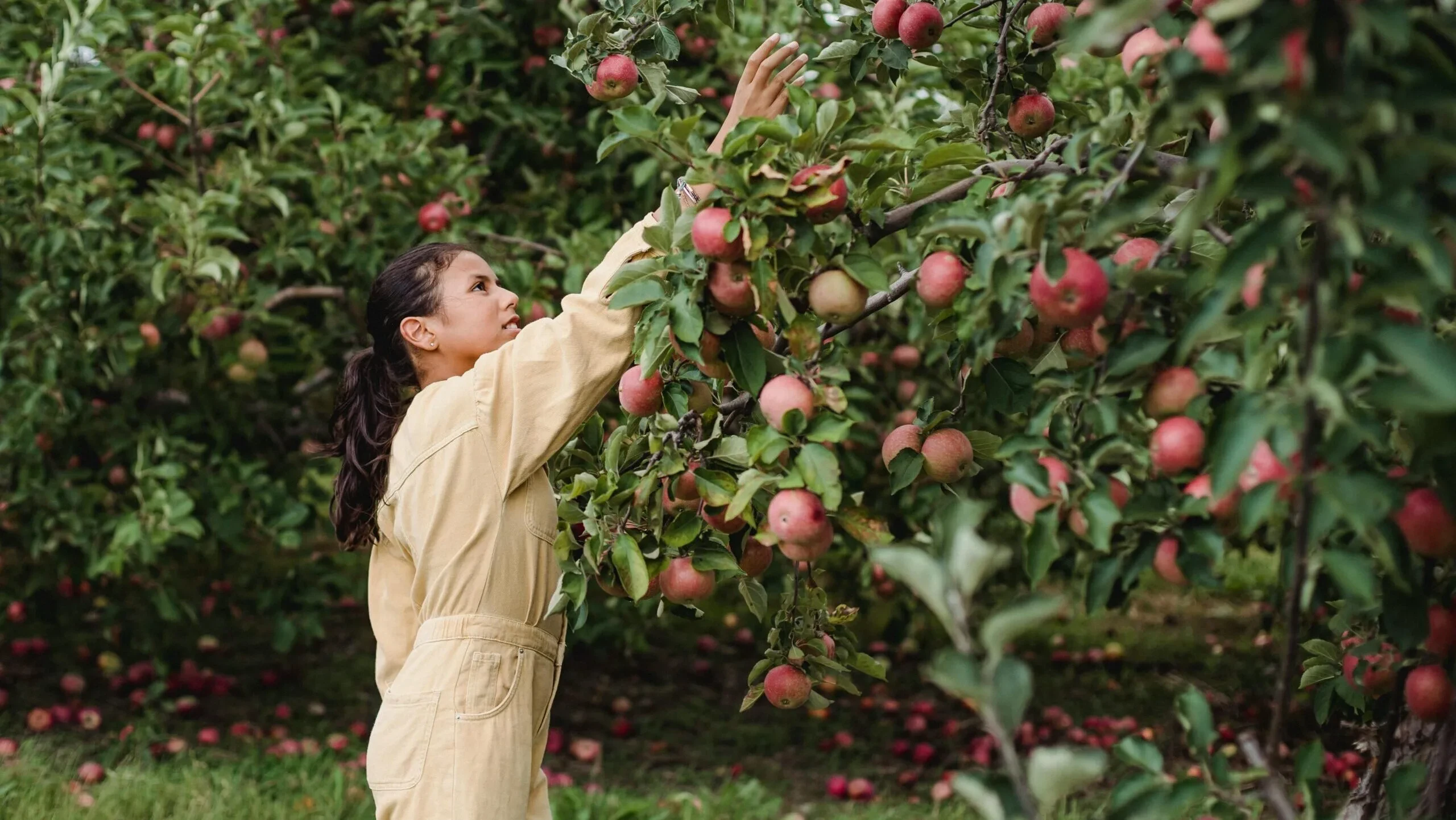 As 4 melhores espécies de árvore para plantar no quintal para ter sempre frutas frescas, e sem rachaduras no piso