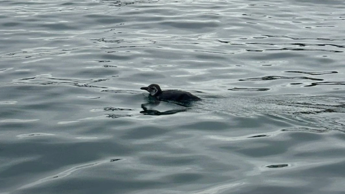 Pinguim é resgatado em área portuária de Salvador