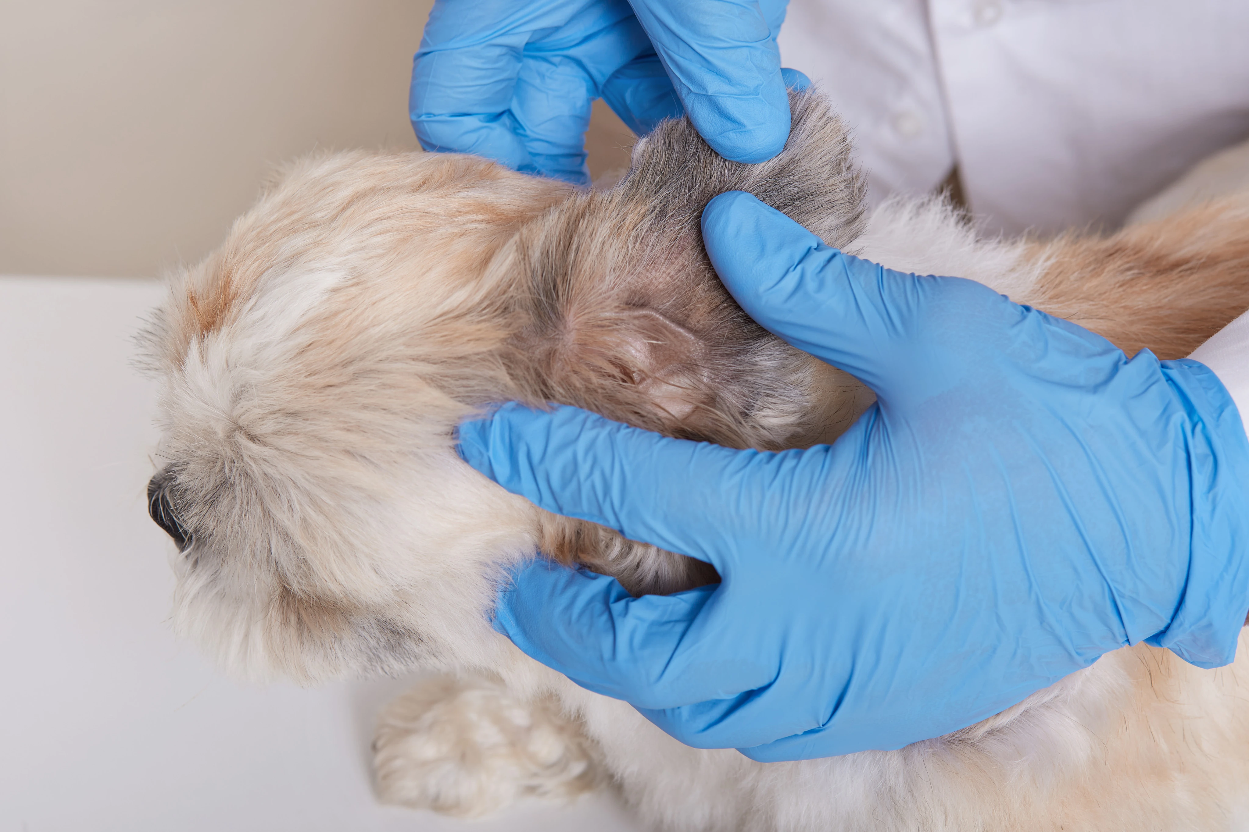 Quatro em cada 10 cães com alergia de pele têm qualidade de vida afetada, diz pesquisa