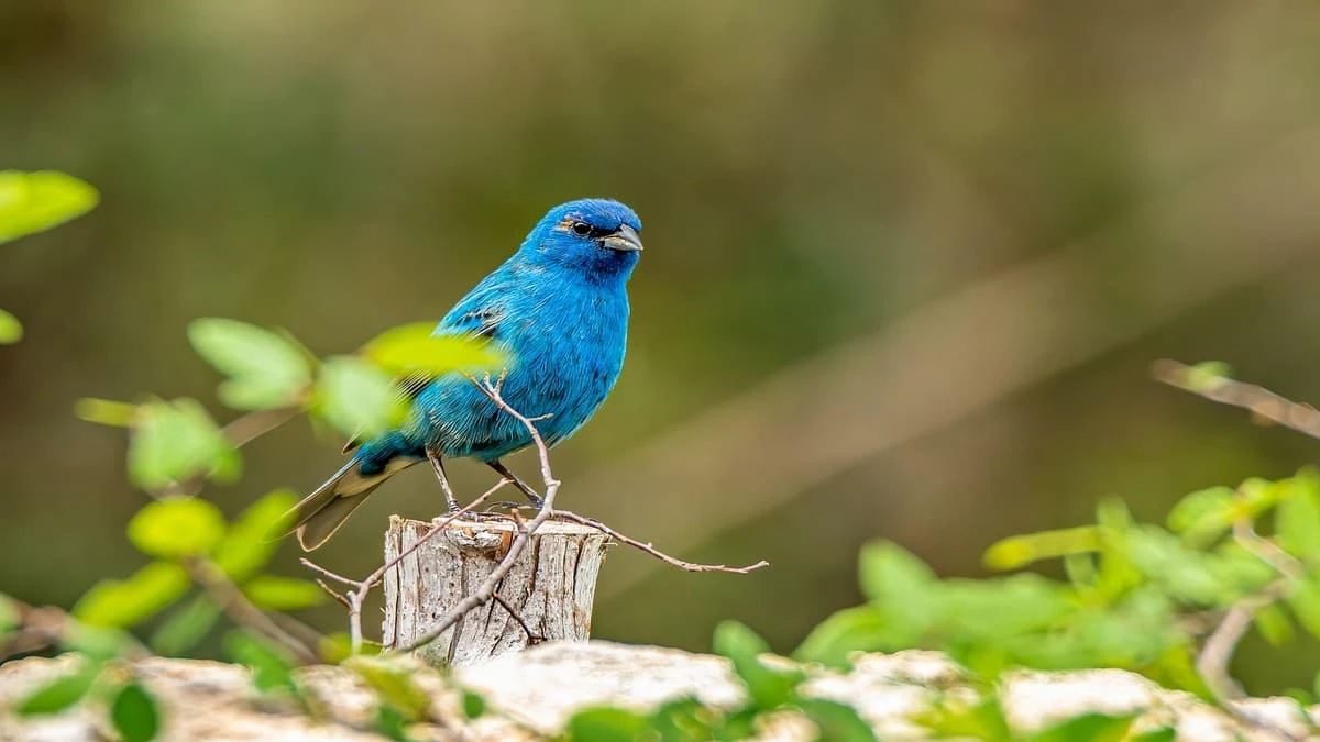 Por que algumas aves colocam ovos nos ninhos de outros pássaros? Veja 5 exemplos