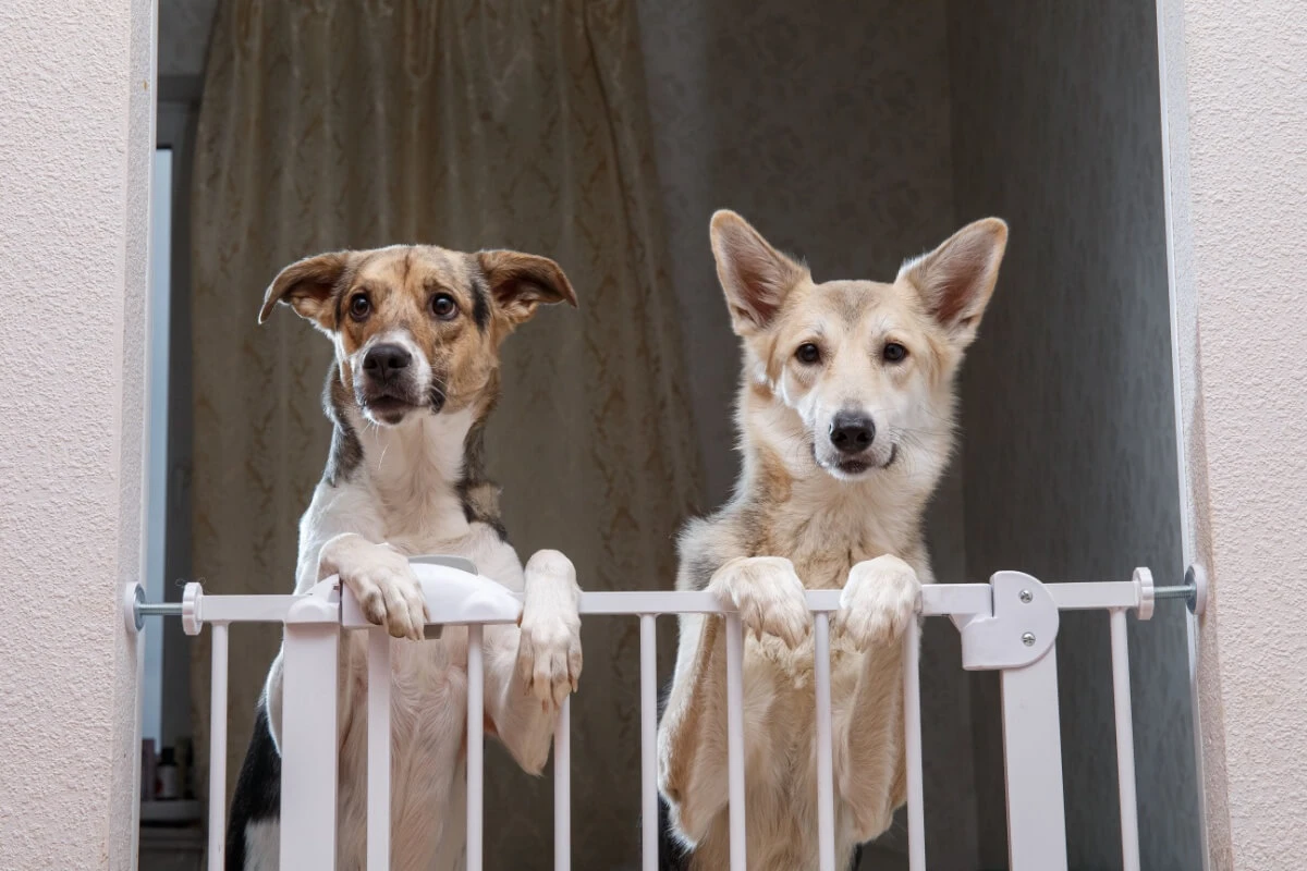 Seu cachorro está destruindo objetos? Falta de estímulo mental pode ser a causa