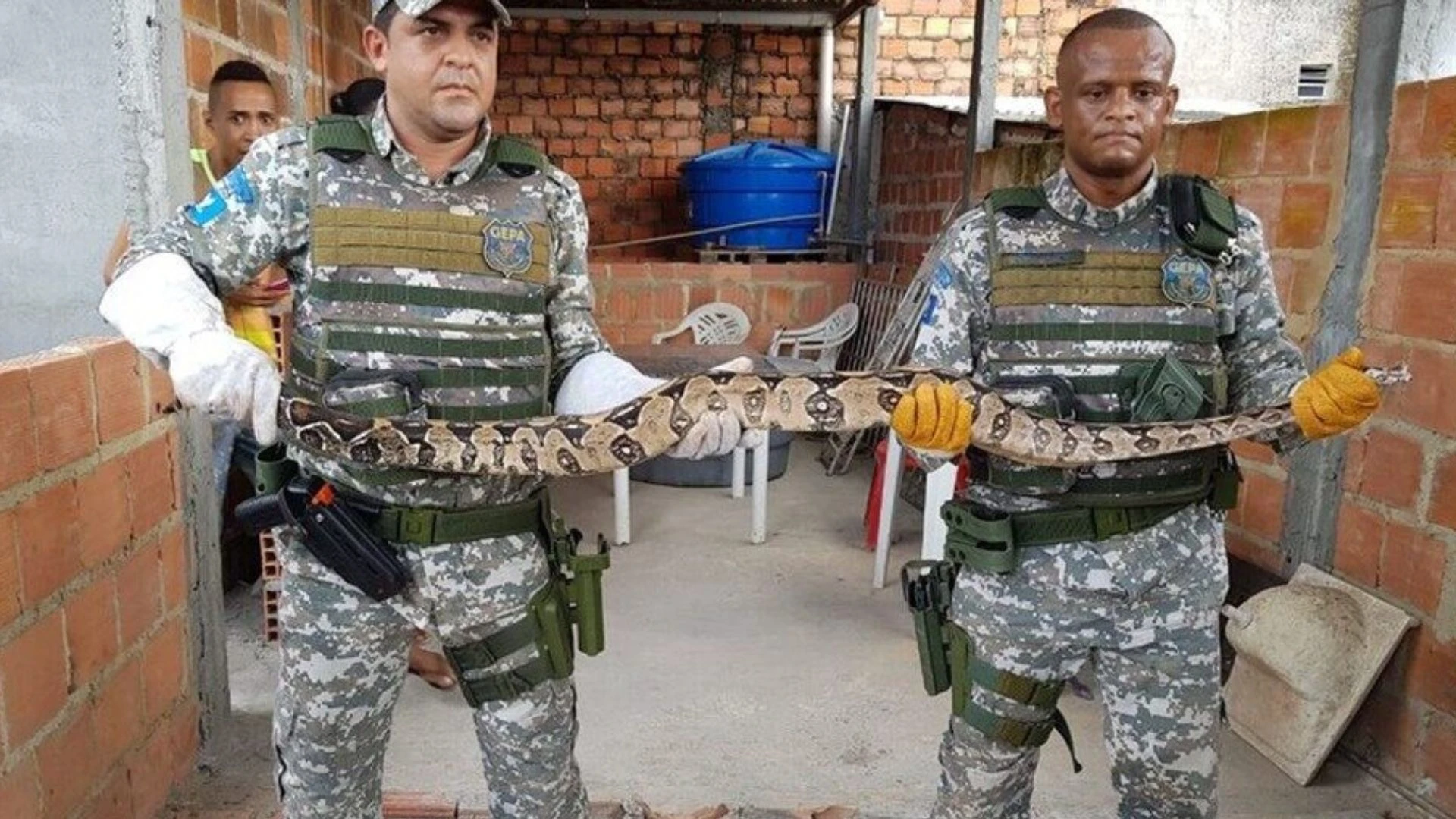 20 animais silvestres são resgatados por dia em Salvador; veja os bairros com mais registros