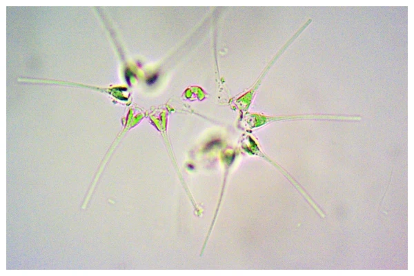 Quando a natureza fala: microalgas revelam efeitos de obras no litoral brasileiro