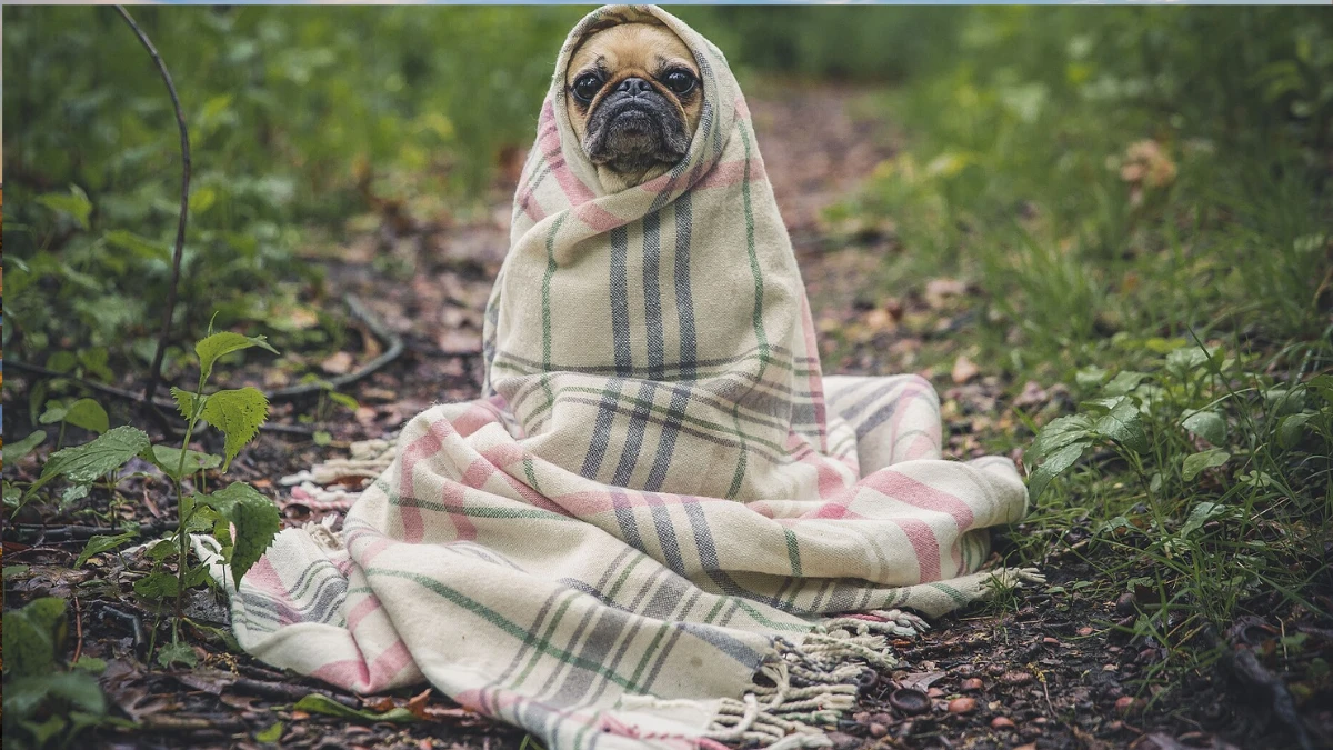 Frio pode piorar dores em cães e gatos; veja sinais que merecem atenção