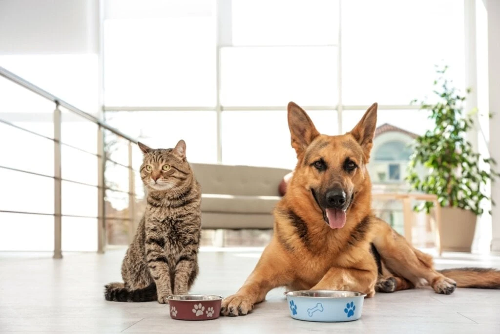 Uma sociedade que não investiga crimes contra animais falha com a Constituição