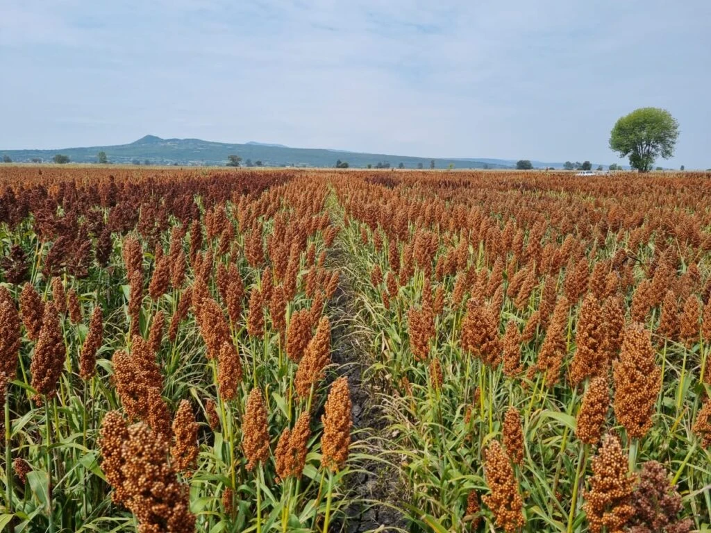 Terra da soja, algodão, milho e frutas, Oeste abre espaço para o Sorgo
