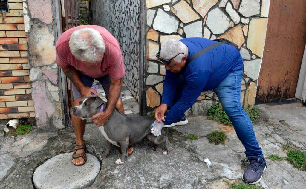 Vacinação antirrábica é realizada gratuitamente em Salvador; veja locais