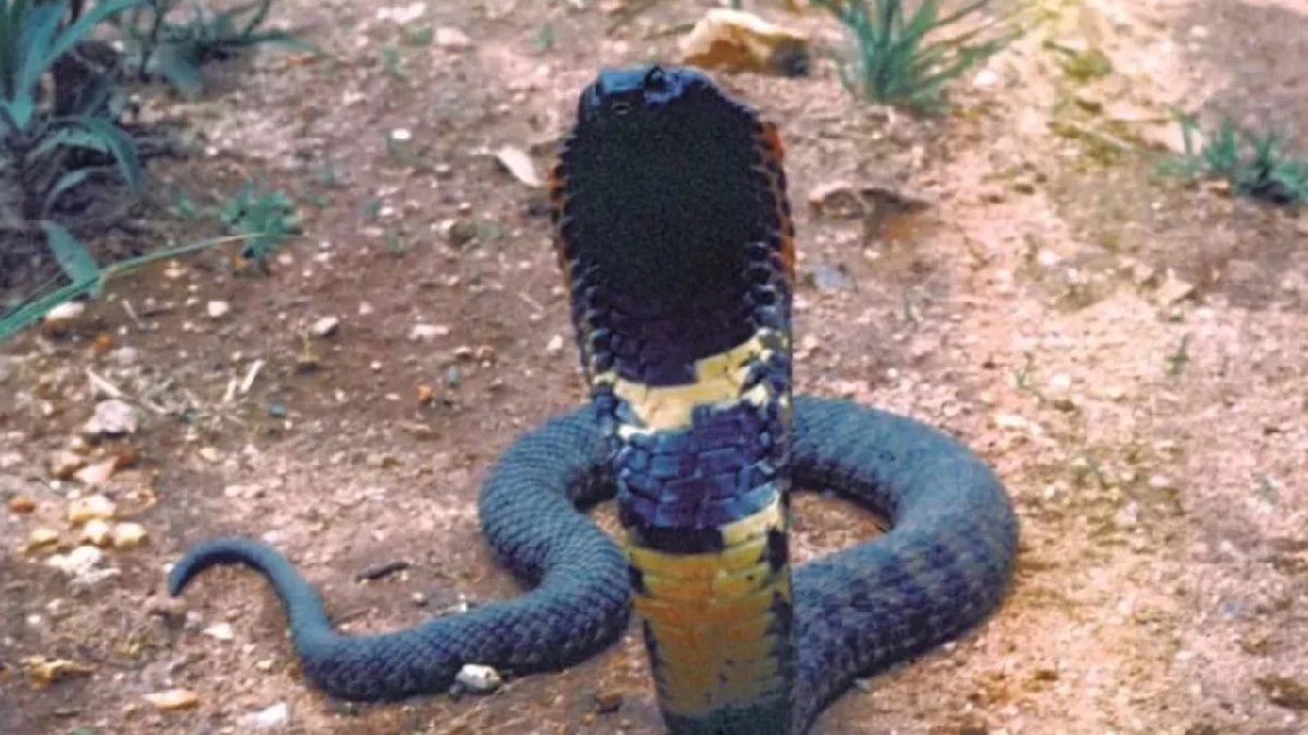 O mistério da cobra atropelada em estrada que nem mesmo os cientistas sabiam que existia