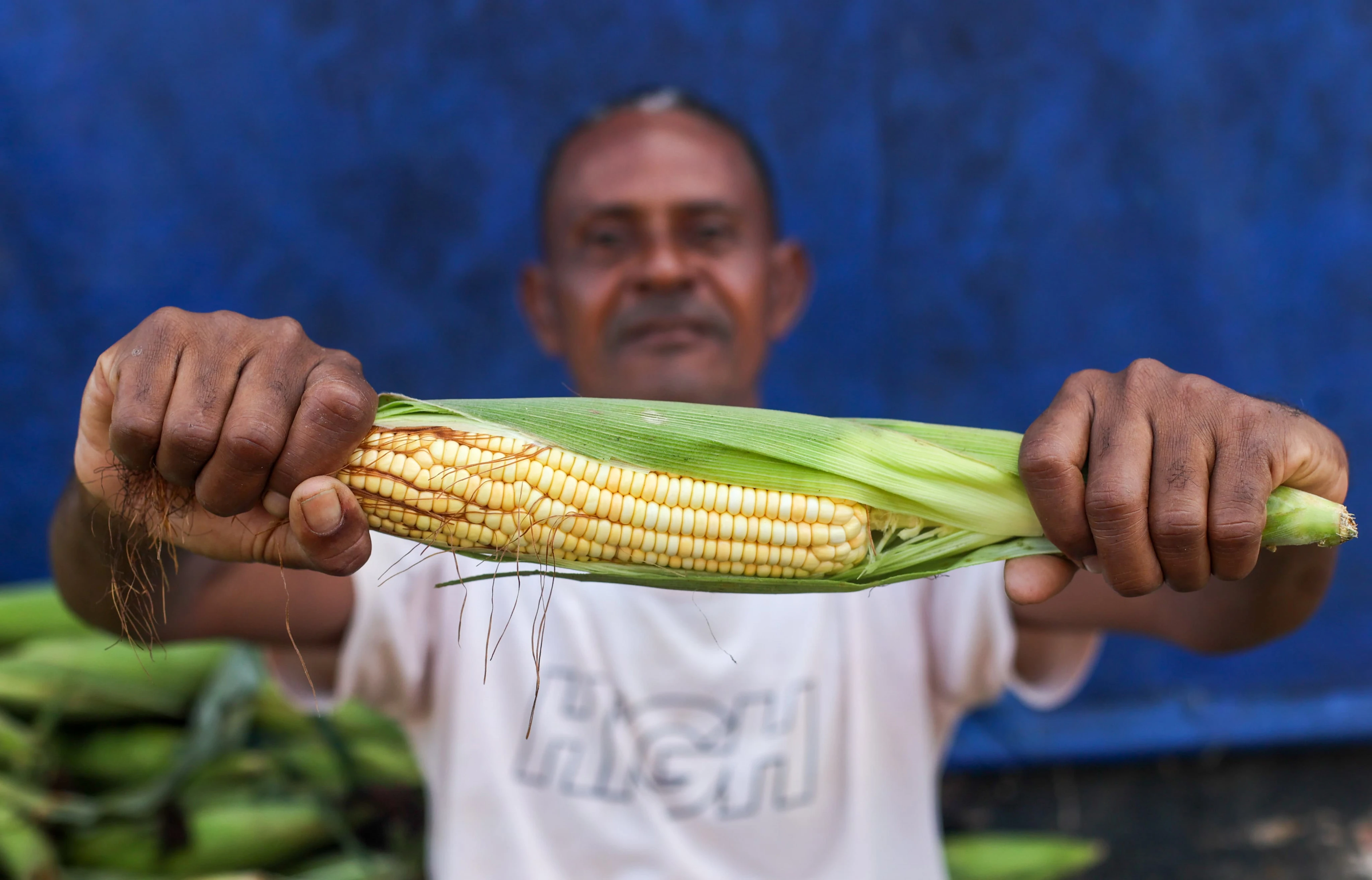 Entenda como o milho, um alimento ancestral, virou o principal ingrediente do São João