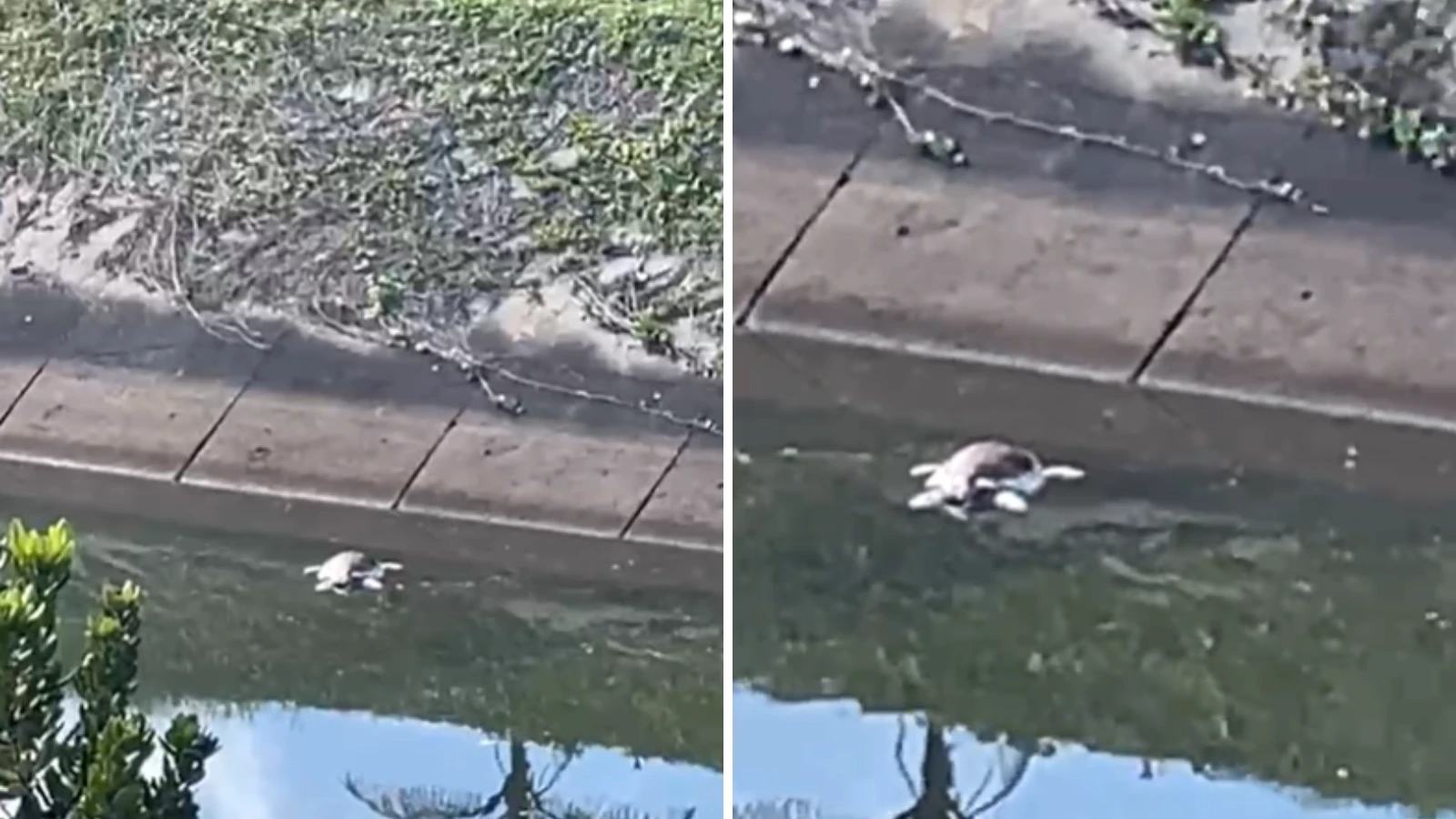 Tartaruga marinha é encontrada morta em córrego no Costa Azul
