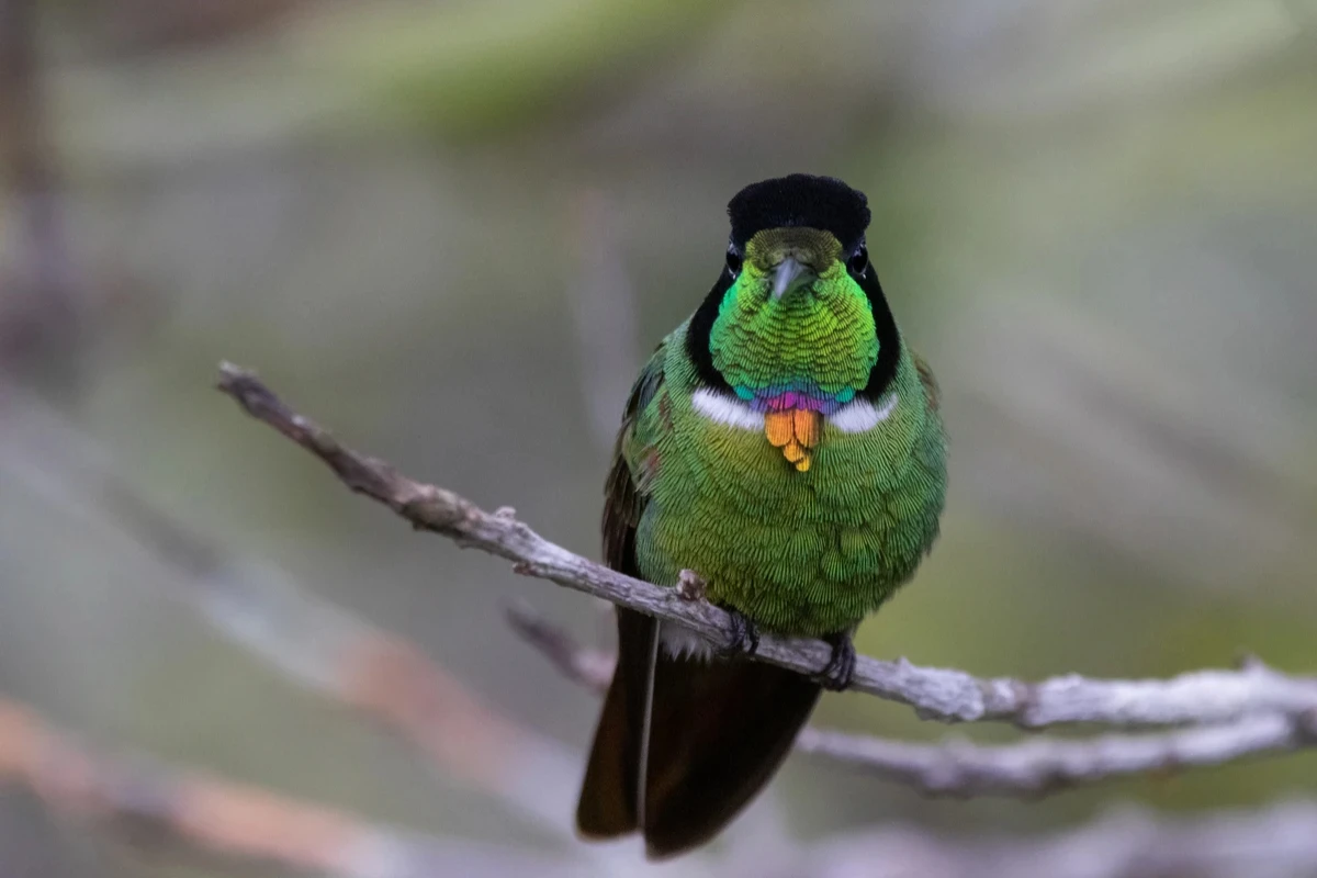 Paraíso das aves na Bahia começa a sentir efeitos do aquecimento global