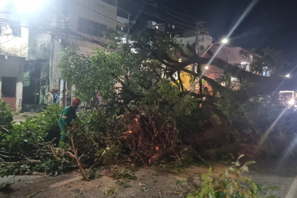 Árvore cai e bloqueia trânsito na região do Dique do Tororó