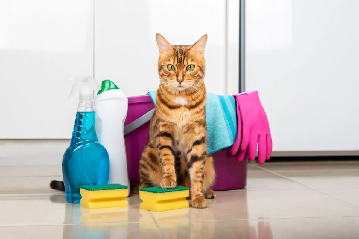 8 cuidados com produtos de limpeza e animais de estimação