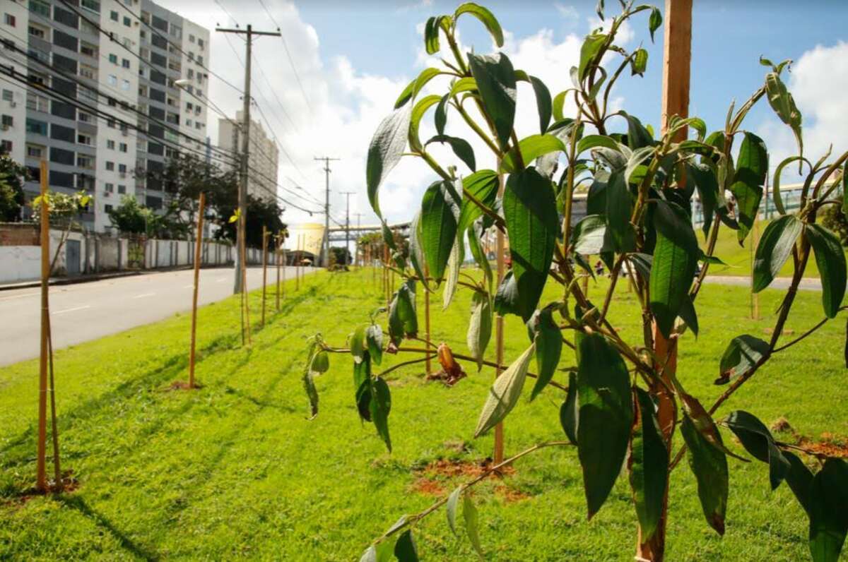 Corredores verdes e posto de autoridade: as propostas dos candidatos à prefeitura de Salvador para a emergência climática